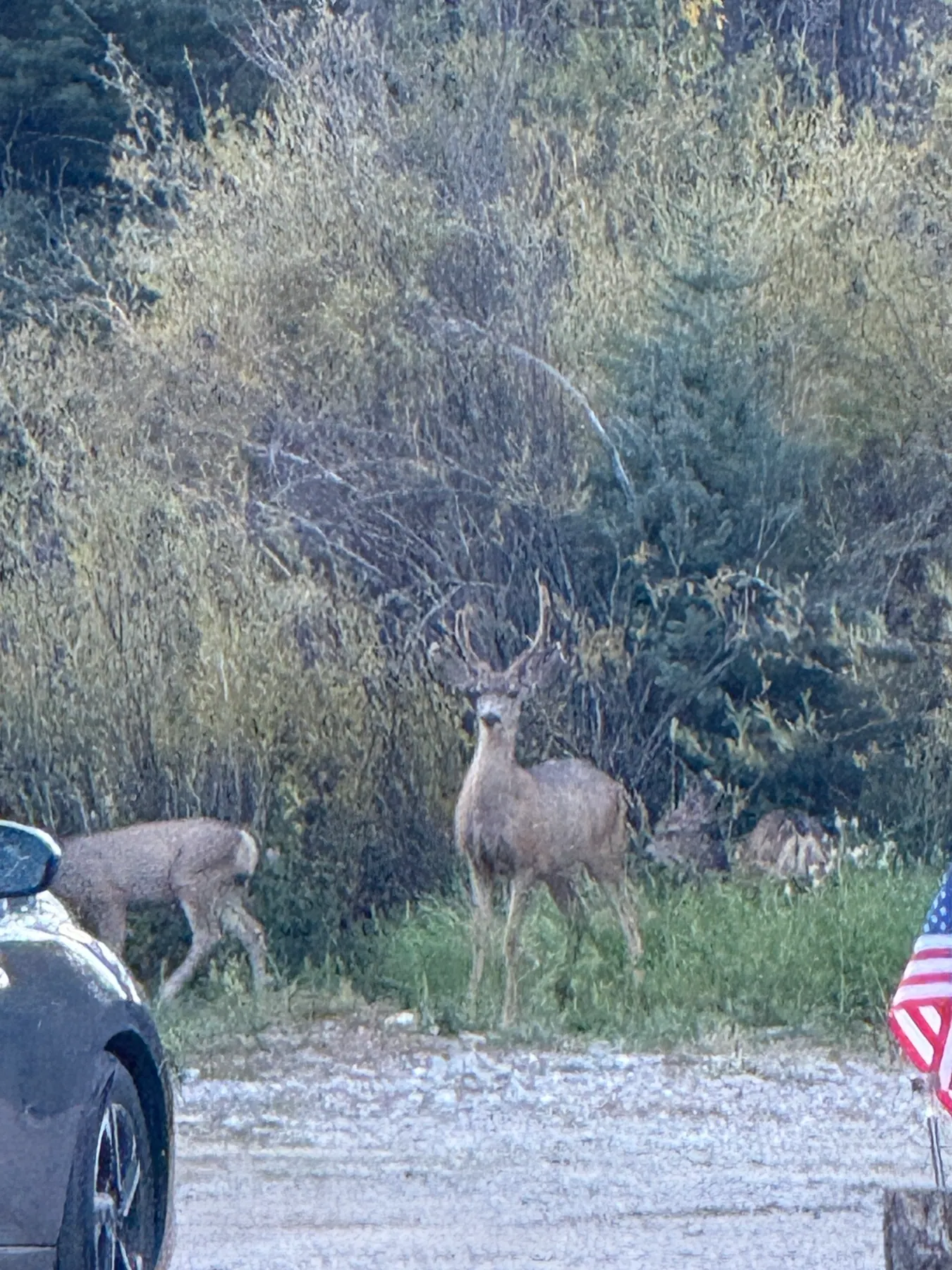 Local Deer
