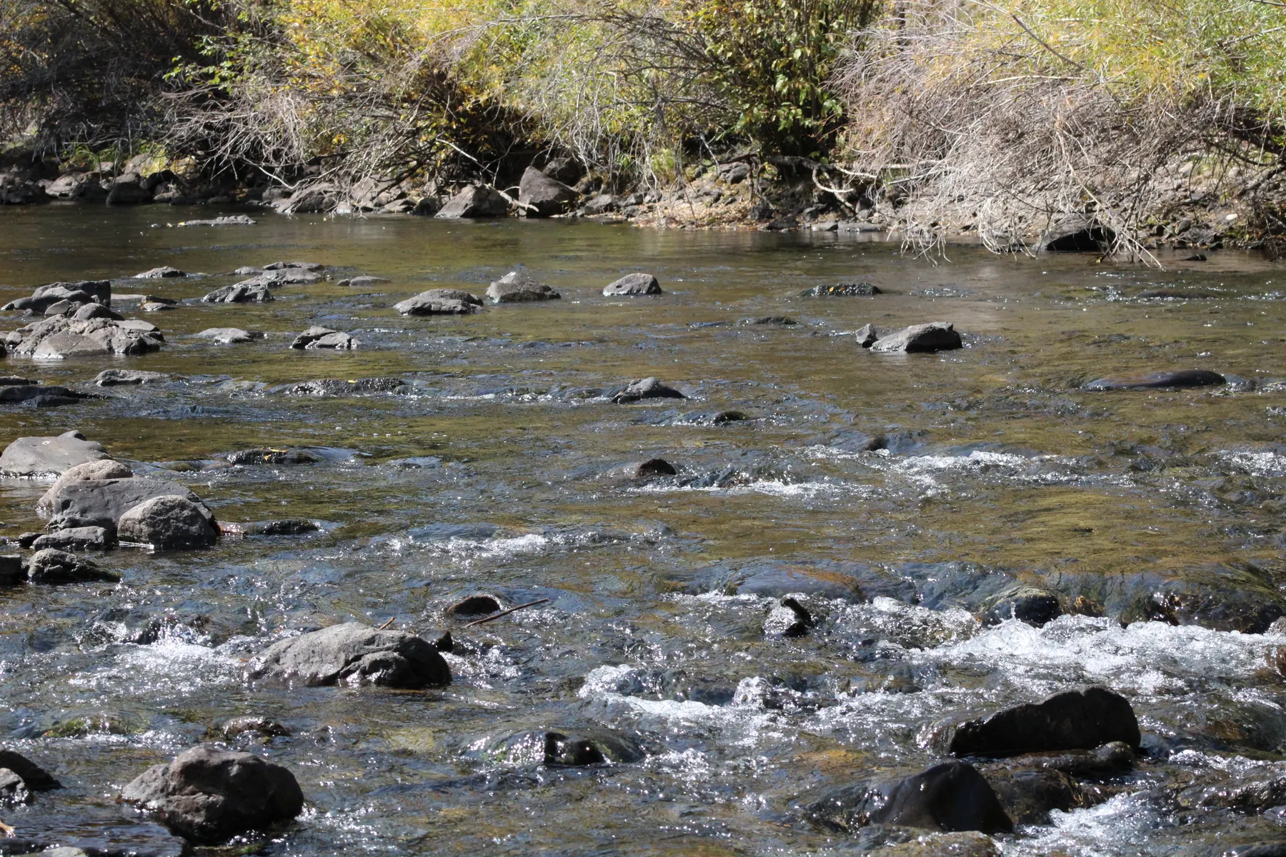 Lake Fork River Water